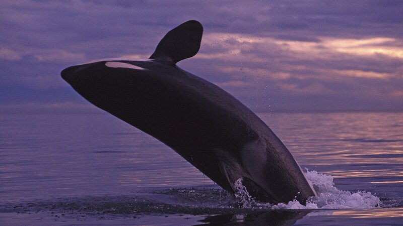 Orca breaching at sunset