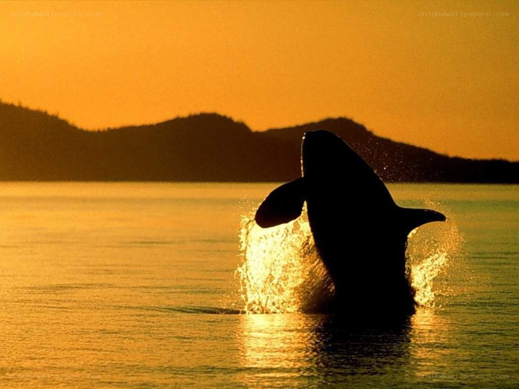 Orca breaching at sunset