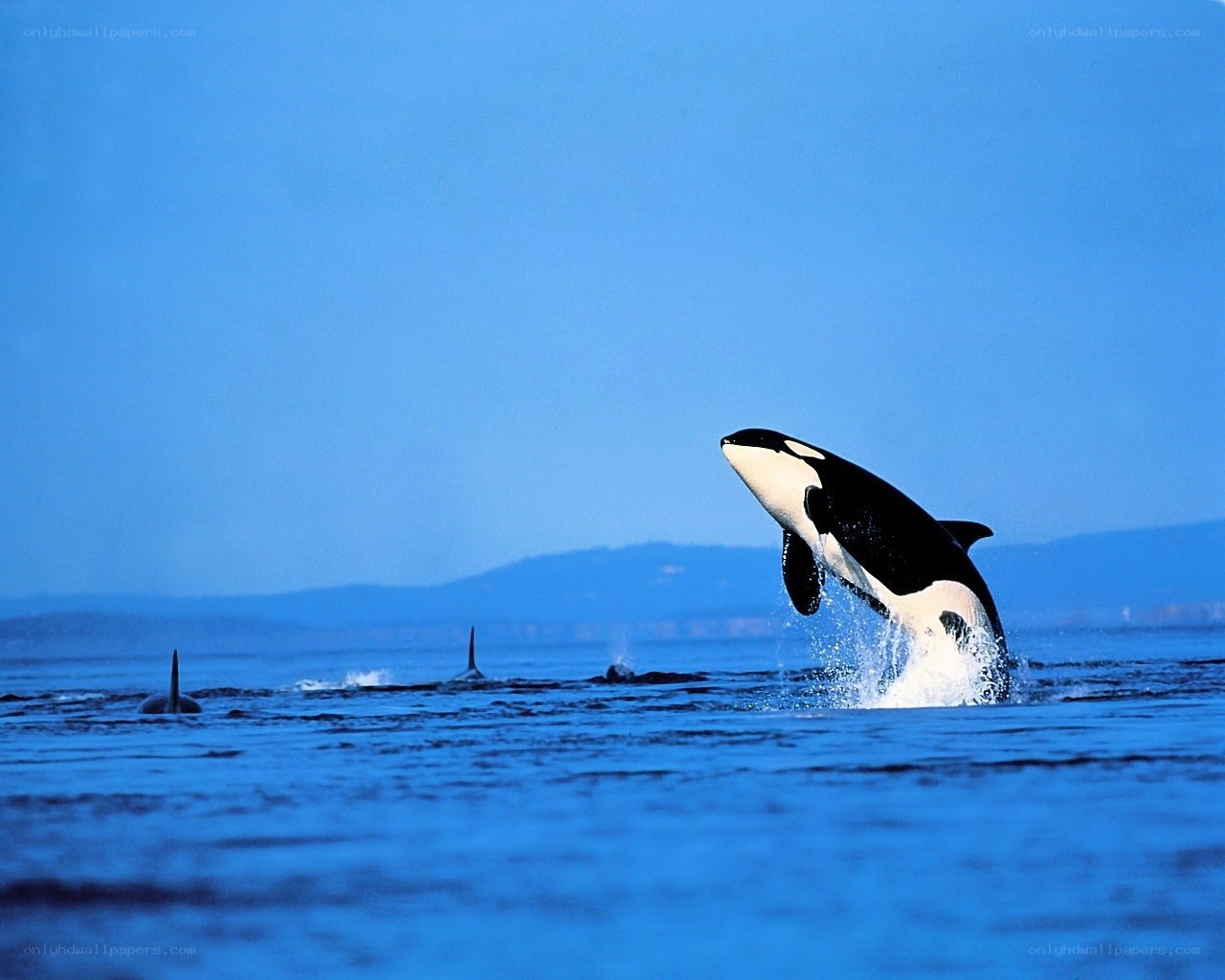 Orca breaching in blue ocean