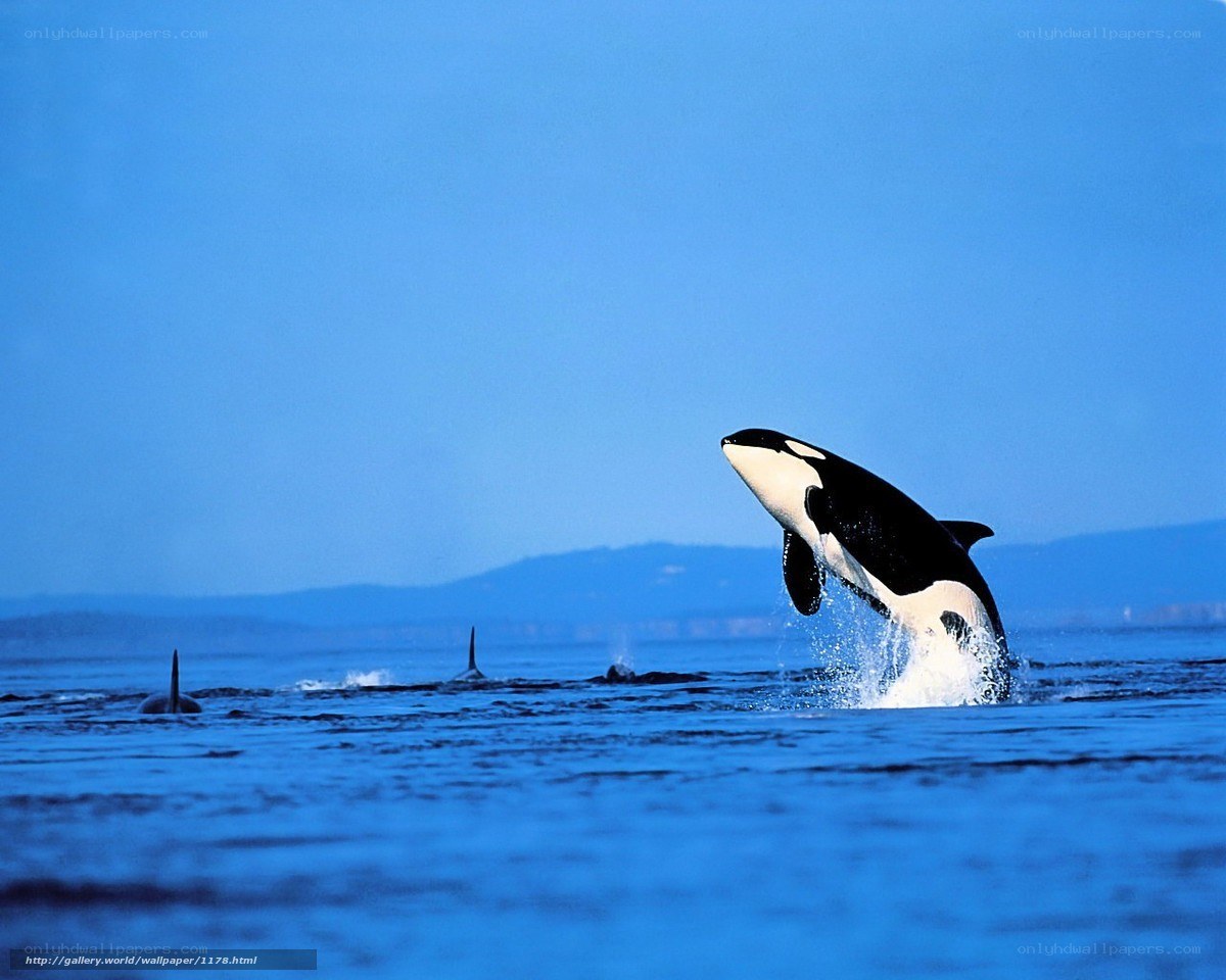 Orca breaching in blue water