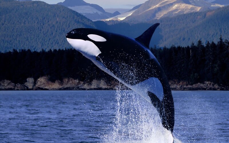 Orca breaching in coastal waters