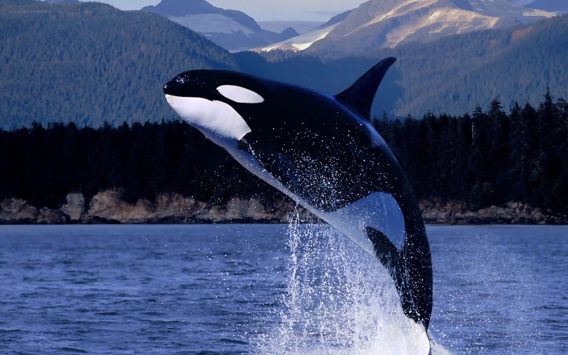 Orca breaching in coastal waters