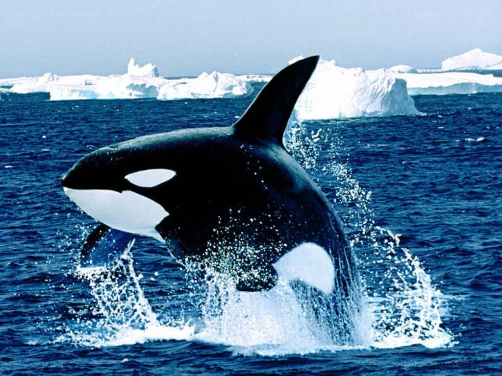 Orca breaching in icy waters