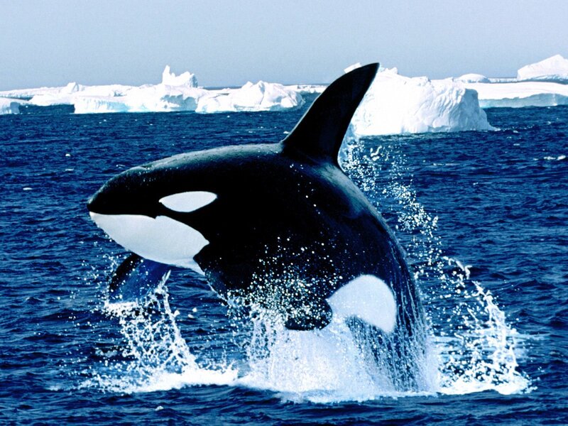 Orca breaching in icy waters