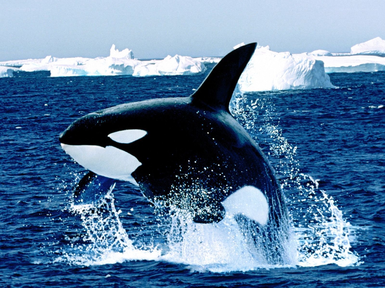 Orca breaching in icy waters