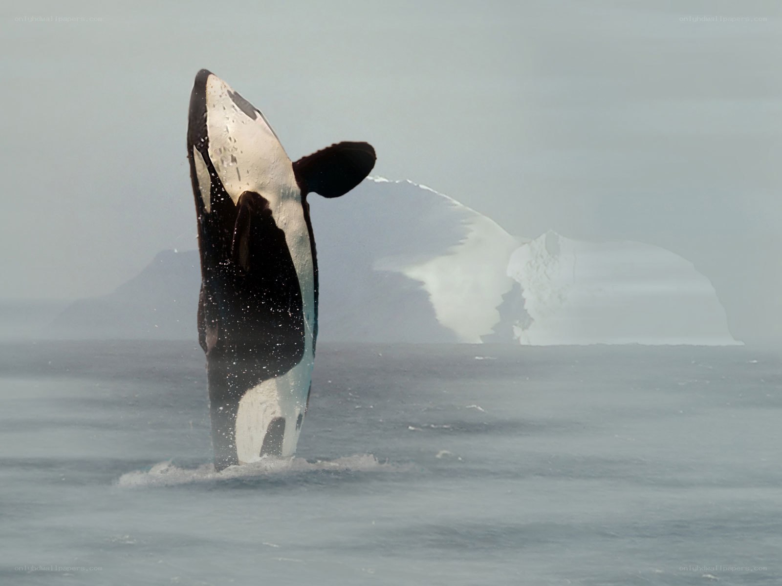 Orca breaching in icy waters