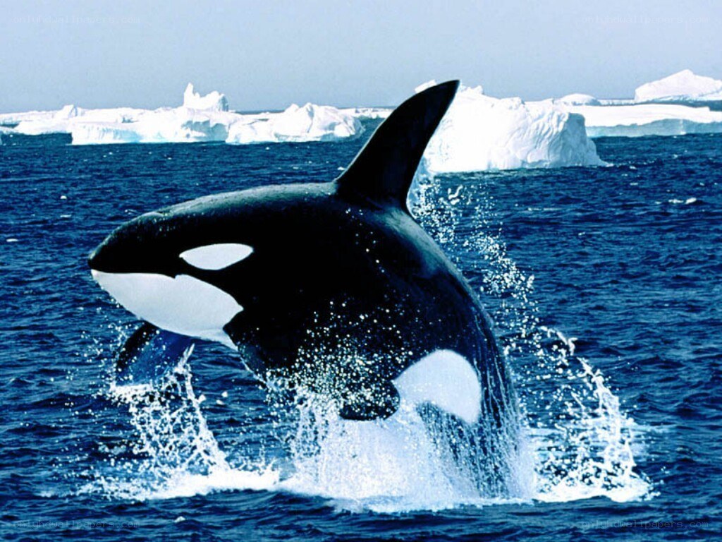 Orca breaching in icy waters
