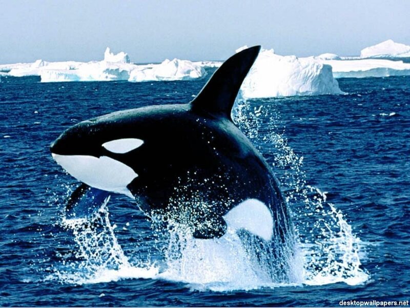 Orca breaching in icy waters