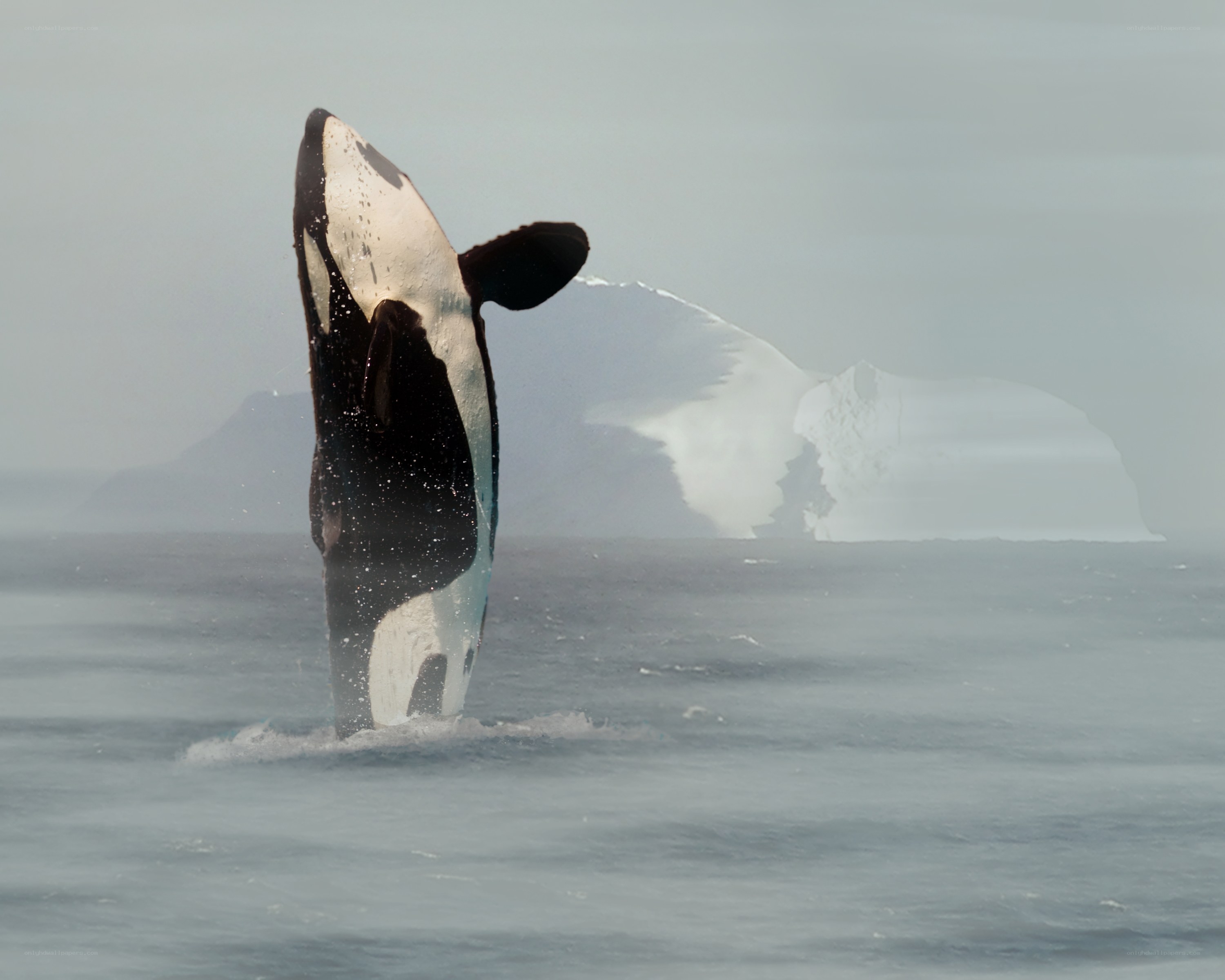 Orca breaching in icy waters