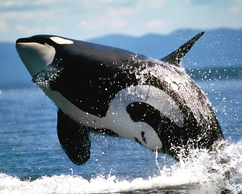 Orca breaching in ocean