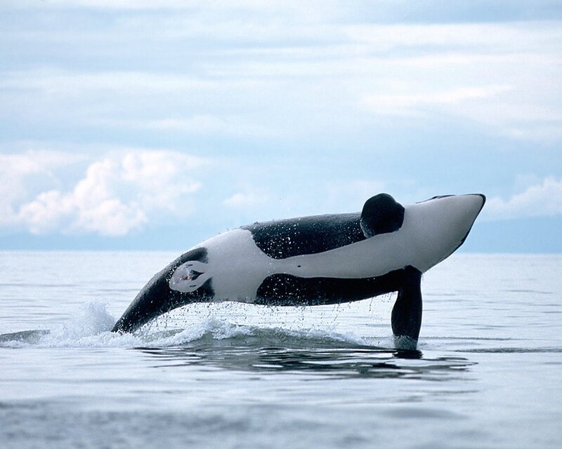 Orca breaching in the ocean