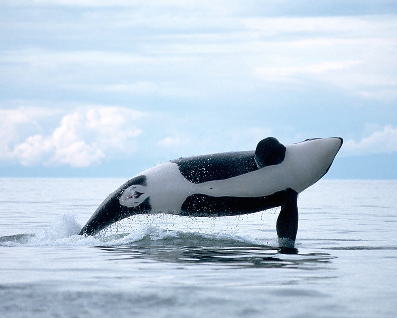 Orca breaching in the ocean