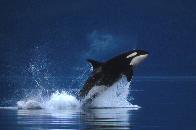 Orca breaching in the ocean