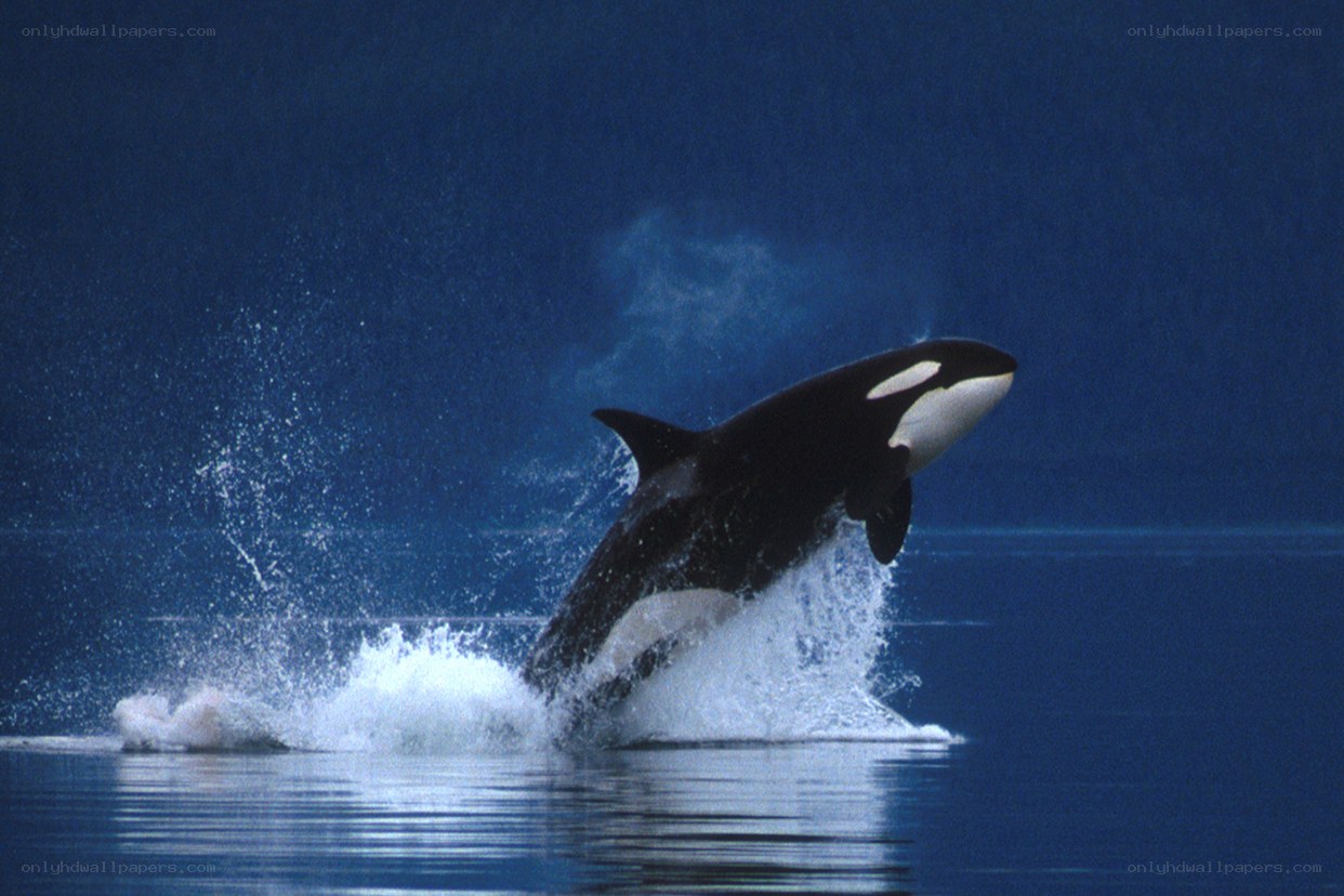 Orca breaching in the ocean