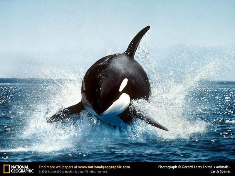 Orca breaching ocean