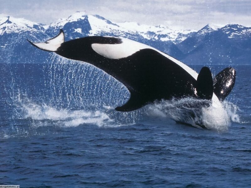 Orca Breaching Ocean — Blue, Dramatic