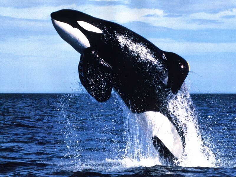 Orca Breaching Ocean — Blue, Dynamic, Afternoon, Photograph