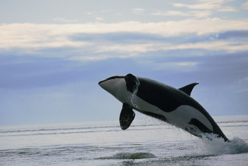 Orca Breaching Ocean — Blue, Dynamic