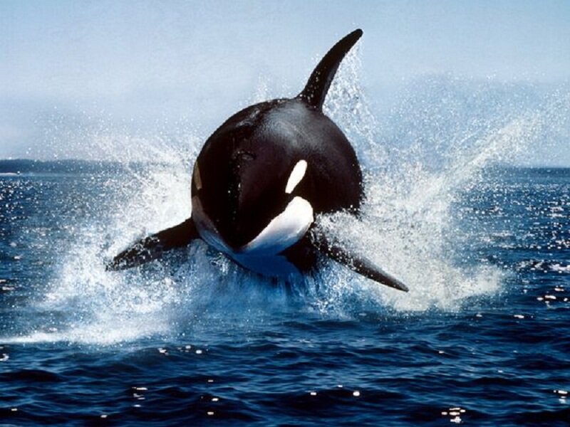 Orca Breaching Ocean — Blue