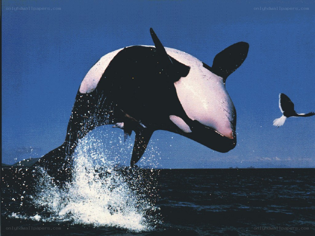 Orca breaching ocean