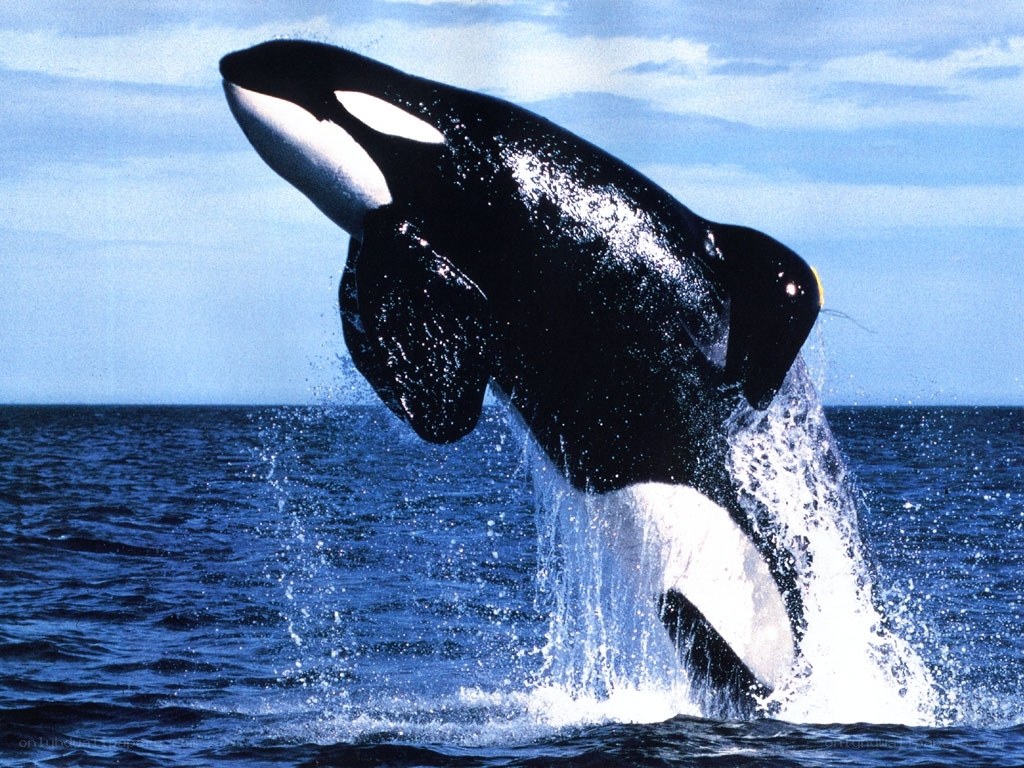 Orca breaching the ocean