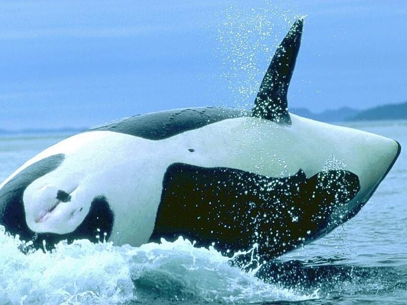 Orca breaching the surface