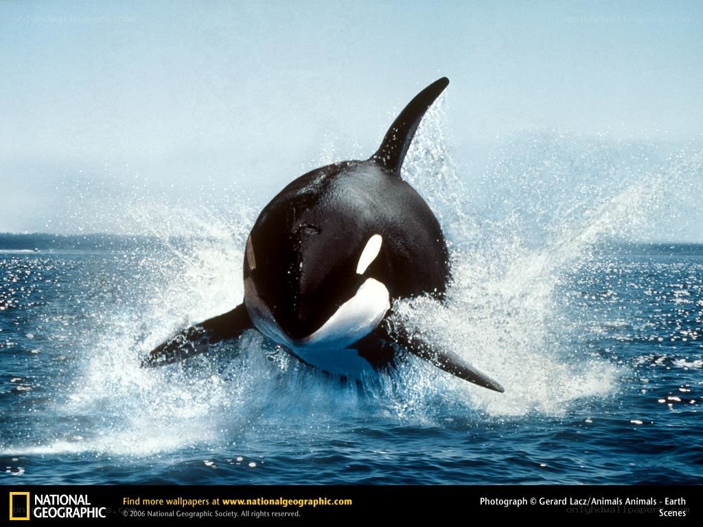 Orca breaching the surface
