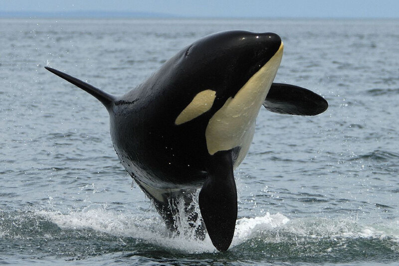 Orca Breaching Water — Black, Dynamic