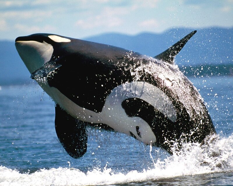 Orca Breaching Water — Black