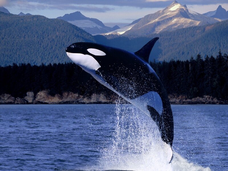 Orca Breaching Water — Blue, Dramatic, Afternoon, Photograph, Mountains