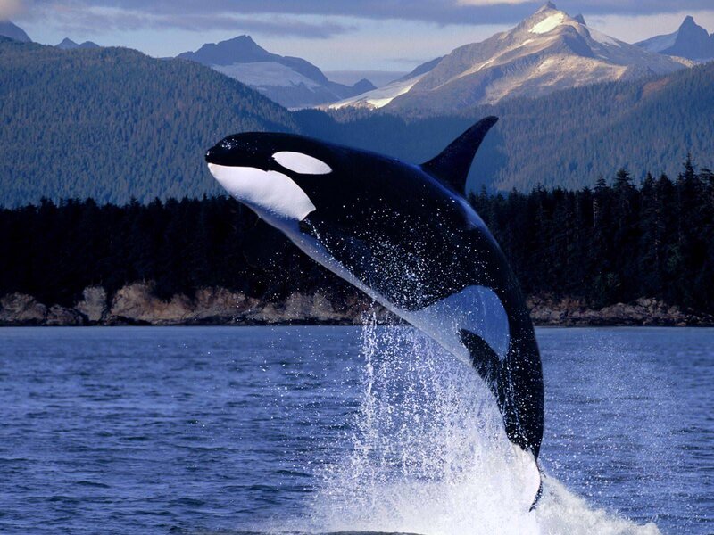 Orca Breaching Water — Blue, Dramatic, Afternoon, Photograph