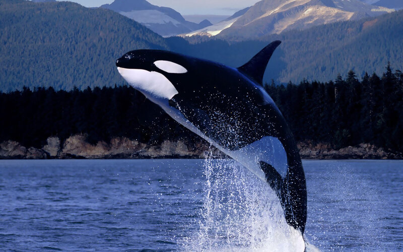 Orca Breaching Water — Blue, Dramatic, Afternoon