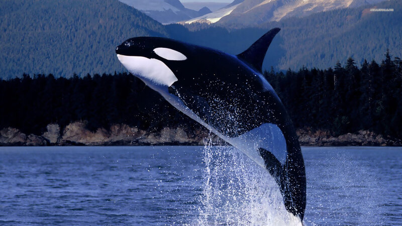 Orca Breaching Water — Blue, Dramatic, Photograph, Mountains
