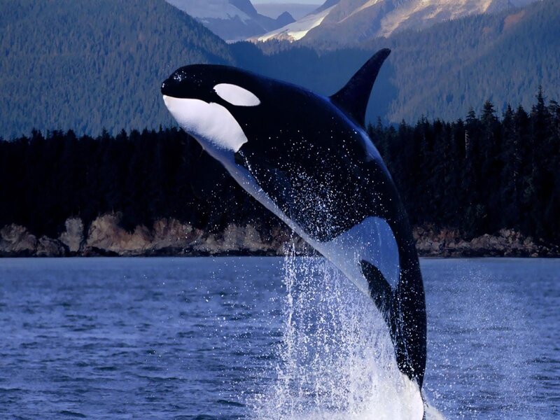 Orca Breaching Water — Blue, Dramatic, Photograph
