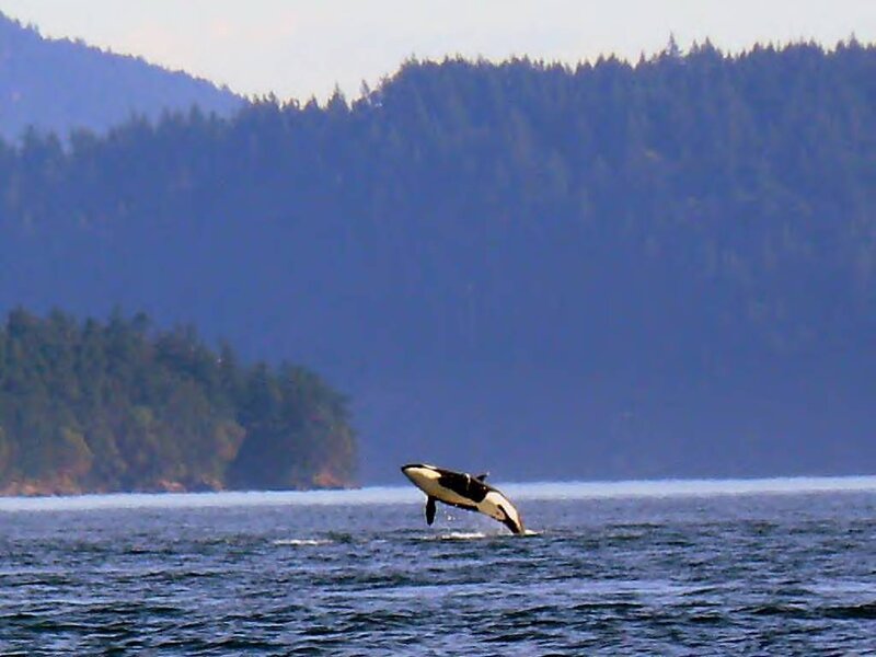 Orca Breaching Water — Blue, Serene