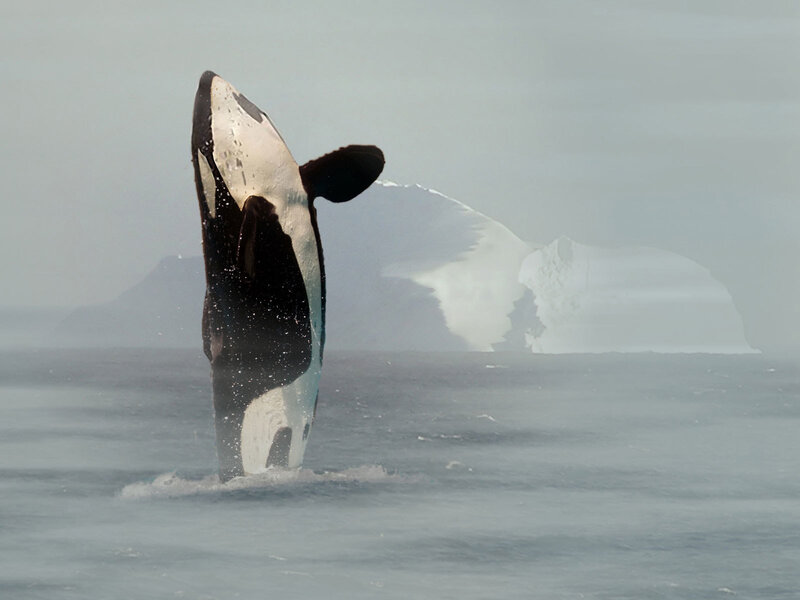 Orca Breaching Water — Gray