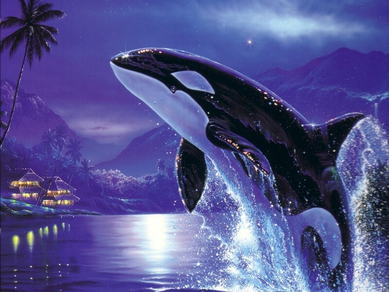 Orca Breaching Water — Purple, Serene