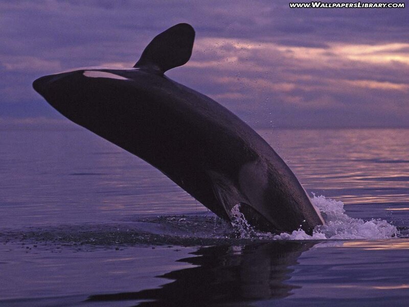 Orca Breaching Water — Purple