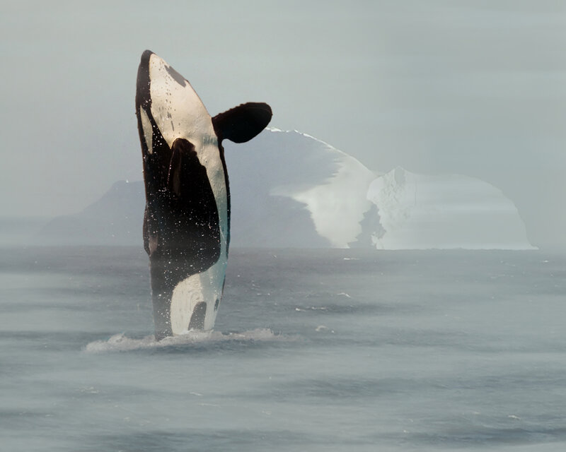 Orca Breaching Water — White, Dramatic