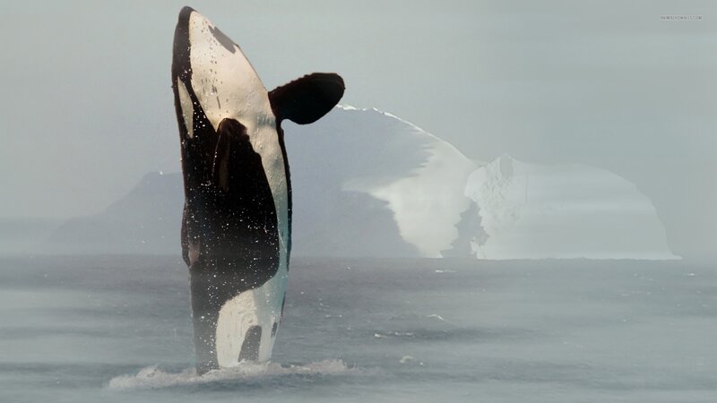 Orca Breaching Water — White