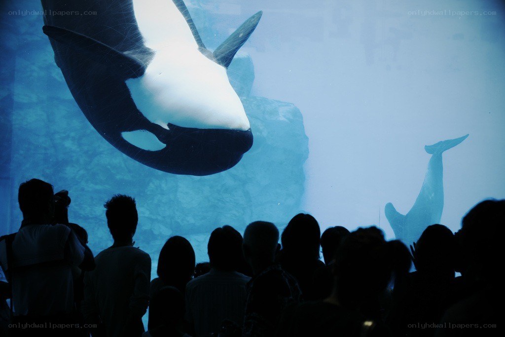 Orca in aquarium with visitors