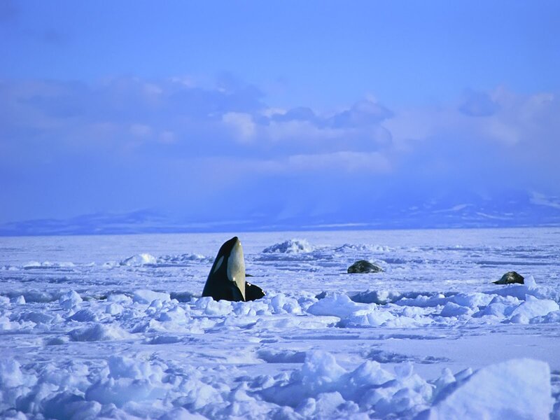 Orca in icy waters