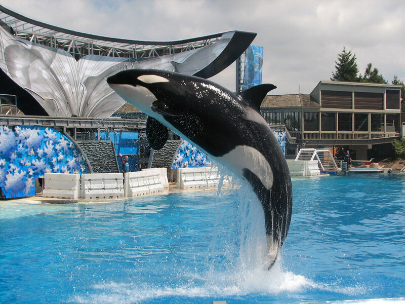 Orca jumping in pool