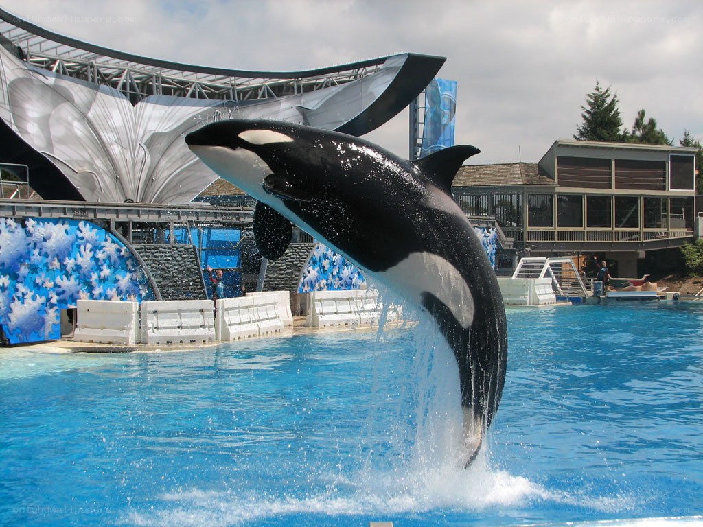 Orca jumping in pool