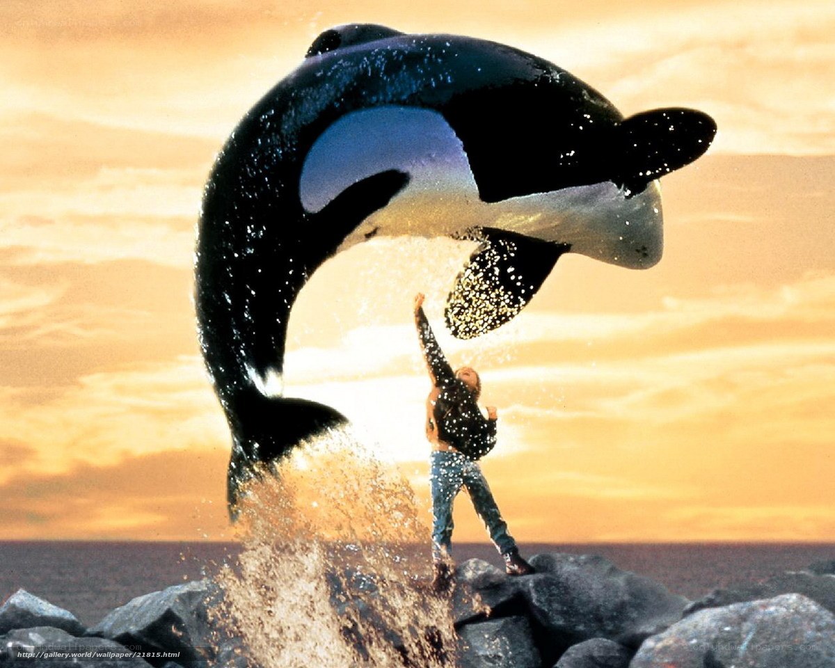 Orca leaping over man