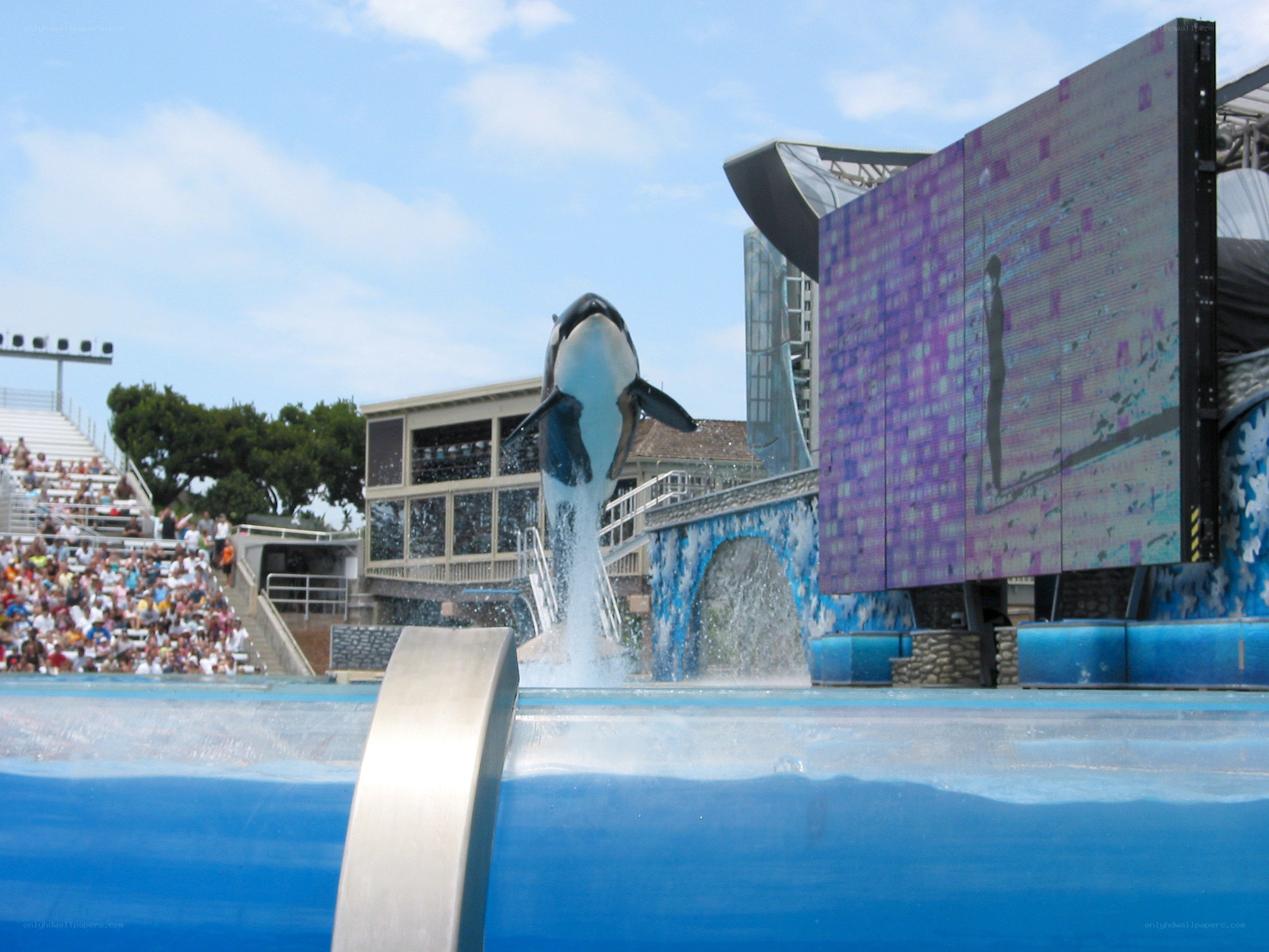 Orca performing at marine park