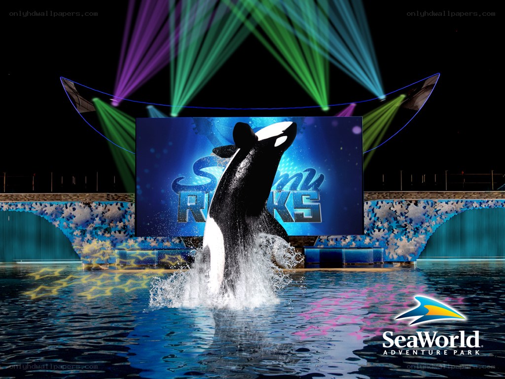 Orca performing at SeaWorld