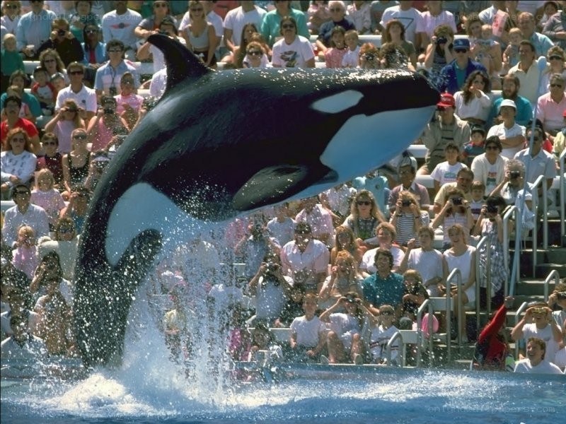 Orca performing in a show