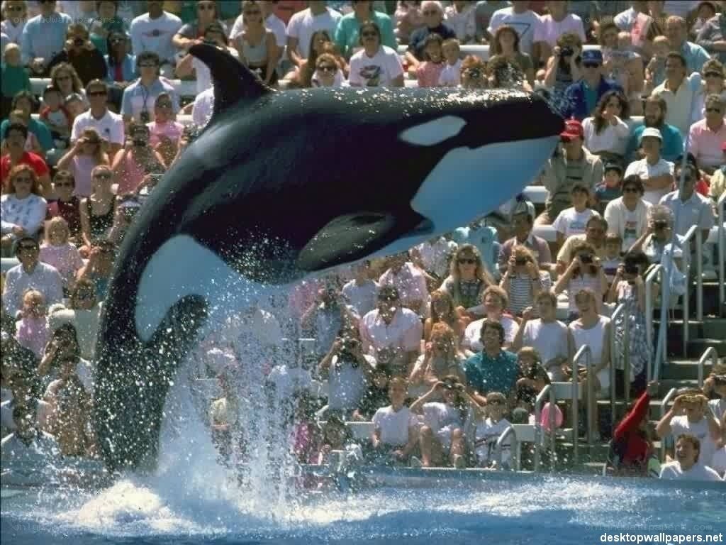 Orca performing in front of crowd