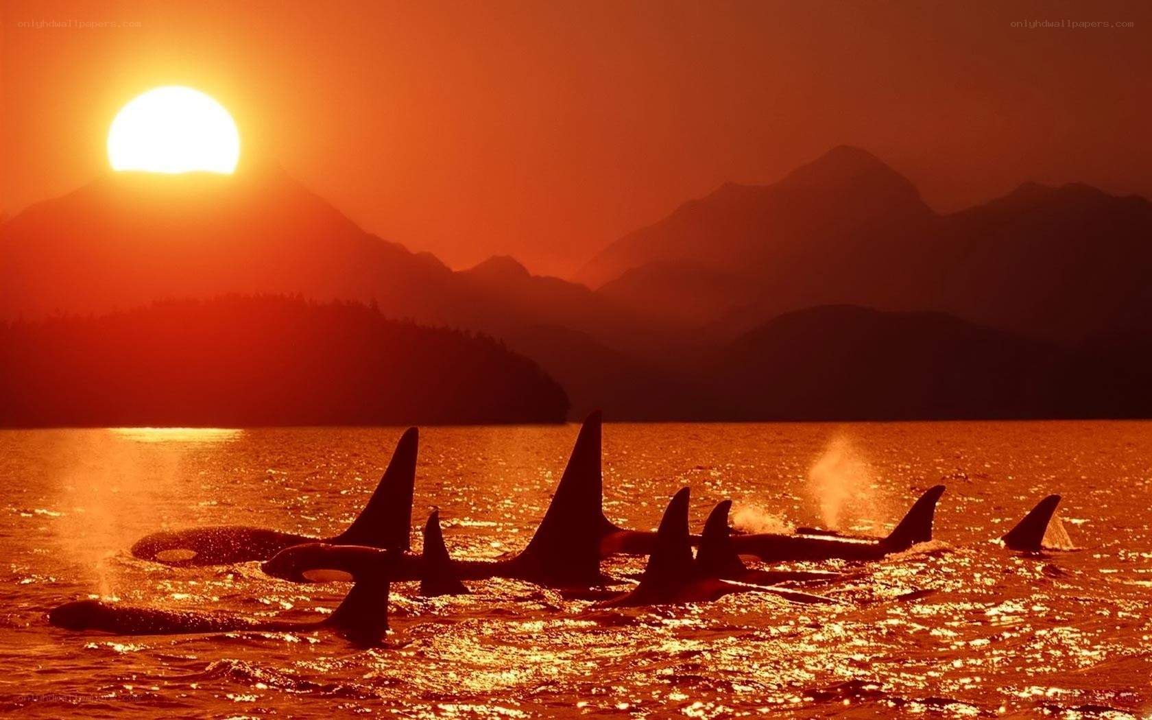 Orca pod at sunset